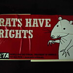 Rodent Issues at 81 Thorndike St