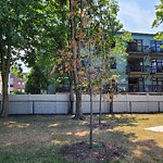 Public Trees at 185 High St