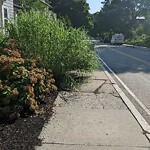 Sidewalk Obstruction at 306 Walnut St