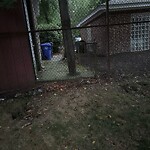 Rodent Issues at 42.33 N 71.15 W