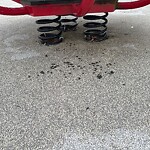 Rodent Issues at 599 Brookline Ave