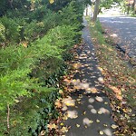 Sidewalk Obstruction at 5 Grassmere Rd, Chestnut Hill