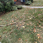 Public Trees at 117 Shaw Rd, Chestnut Hill