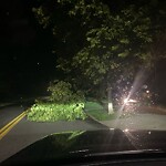 Public Trees at 183 Eliot St, Chestnut Hill