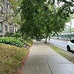 Public Trees at 42.34 N 71.14 W