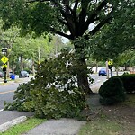 Public Trees at 65 Lagrange St, Chestnut Hill