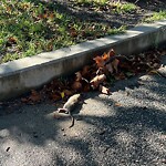 Rodent Issues at Pierce Playground, 34 Harvard Ave, Brookline 02446