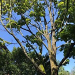 Public Trees at 50 Crowninshield Rd