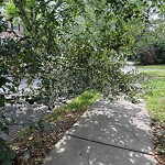 Public Trees at 180 Middlesex Rd, Chestnut Hill