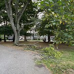 Public Trees at 89 Columbia St