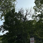 Public Trees at 163 Tappan St