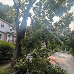 Public Trees at 240 Mason Terrace