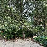 Public Trees at 599 Brookline Ave