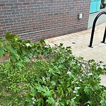 Public Trees at 38 Stedman St