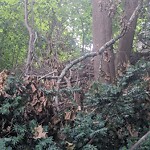 Public Trees at Winchester Path