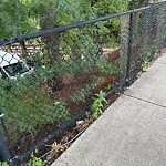 Sidewalk Repair at 102 Cypress St