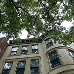 Public Trees at 1559 Beacon St