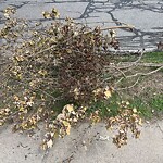 Public Trees at 43 Crowninshield Rd