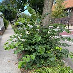 Public Trees at 32 Stedman St