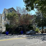 Public Trees at 90 Chestnut St