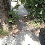 Sidewalk Obstruction at 243 Mason Terrace