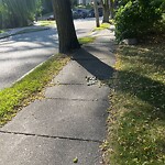 Sidewalk Repair at 109 Tappan St