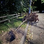 Public Trees at 3 Craftsland Rd, Chestnut Hill