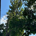 Public Trees at 346 Newton St, Chestnut Hill