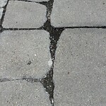 Sidewalk Repair at 89 Marion St