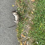 Dead Animals at Riverdale Parkway Bikepath