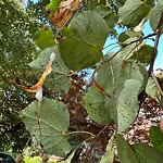 Public Trees at 49 Goodnough Rd, Chestnut Hill