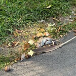 Dead Animals at Riverdale Parkway Bikepath