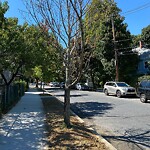 Public Trees at 125 Sumner Rd