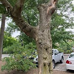 Public Trees at 33 Pond Ave