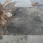 Sidewalk Repair at 783 Washington St