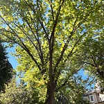 Public Trees at 117 Thorndike St