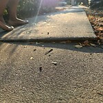 Sidewalk Repair at 34 University Rd