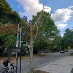 Public Trees at 58 Corey Rd