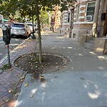 Public Trees at 385 Harvard St