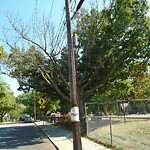 Public Trees at Corey Hill Park, Summit Ave, Brookline 02445