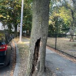 Public Trees at 146–194 Lawton St