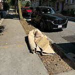 Trash/Recycling at 42.34 N 71.13 W