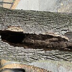 Public Trees at Lawton Playground, 125 Lawton St, Brookline 02446