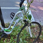 Abandoned Bike at 32 Winchester St