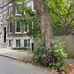 Public Trees at 81 Gibbs St