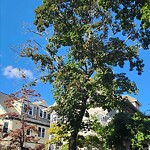 Public Trees at 19 Bowker St