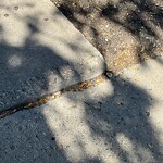 Sidewalk Repair at 248 Harvard St