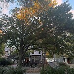 Public Trees at 204 Babcock St