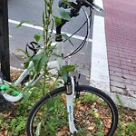 Abandoned Bike at 37 Winchester St