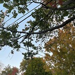 Public Trees at 43 Crowninshield Rd